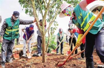 苗木配送及養(yǎng)護、施工現(xiàn)場